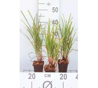 6 x Carex grayi - Laîche étoile du matin - Pot 9 x 9 cm