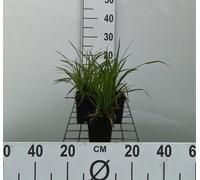 6 x Carex morrowii - Laîche du Japon - Pot 9 x 9 cm
