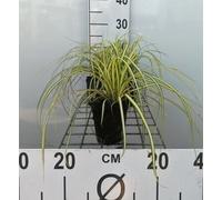 6 x Carex osh. 'Evergold' - Laîche du Japon Evergold - Pot 9 x 9 cm