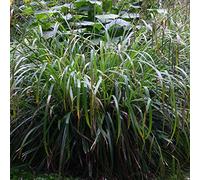 6 x Carex Pendula - Laîche pendante godet 9cm x 9cm