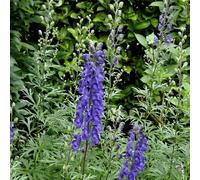 6 x casque de jupiter - aconitum henryi 'spark's variety' - godet 9x9 cm