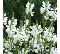 6 x Cataleptique 'Summer Snow' - Physostegia Virginiana 'Summer Snow' - Godet 9x9cm - Blanc, plein soleil à mi-ombre, sol bien drainé