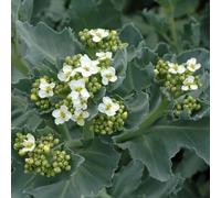 6 x chou maritime - crambe maritima - godet 9x9 cm