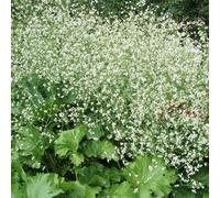6 x chou nuage blanc - crambe cordifolia - godet 9x9 cm
