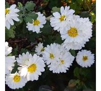 6 x chrysanthème des jardins 'poésie' - chrysanthemum hybrida 'poesie' - godet