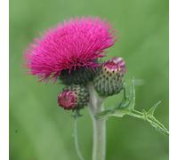 6 x cirse des rives - cirsium rivulare 'atropurpureum' - godet 9x9 cm