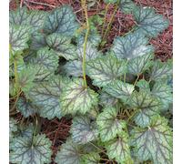6 x Cloche pourpre Ring of Fire - Heuchera 'Ring Of Fire' - pot 9cm x 9cm