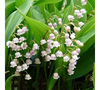 6 x convallaria maj. - convallaria majalis 'rosea' - godet 9x9 cm