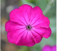 6 x Coquelourde des jardins - Lychnis Coronaria - Godet 9x9cm - Rose, érigé, soleil, drainé