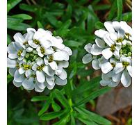 6 x Corbeille d'Argent, Thlaspi - Iberis Sempervirens - Godet 9x9cm - Feuillage persistant, floraison blanche abondante au printemps, plein soleil à mi-ombre