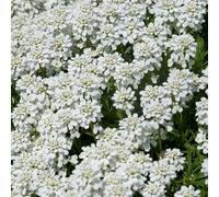 6 x Corbeille d'Argent, Thlaspi 'Schneeflocke' - Iberis Sempervirens 'Schneeflocke' - Godet 9x9cm - Variété à fleurs blanches, floraison printanière, plein soleil à mi-ombre
