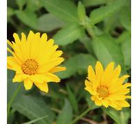6 x coréopsis à feuilles en aiguilles 'crème brulée' - coreopsis hybrida 'creme