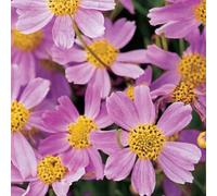 6 x coréopsis - coreopsis rosea 'american dream' - godet 9x9 cm