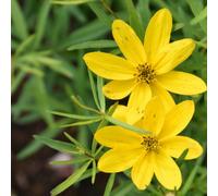 6 x coreopsis vert. - coreopsis verticillata 'el dorado' - godet 9x9 cm
