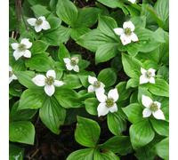 6 x cornouiller du canada - cornus canadensis - godet 9x9 cm