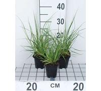 6 x Cortaderia sell. 'Pumila' - Petite herbe de la pampa - Pot 9 x 9 cm
