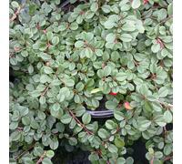 6 x cotonéaster à petites feuilles - cotoneaster procumbens 'streib's findling'