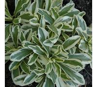 6 x Cresson d'oie - Arabis ferdinadi-coburgii 'Variegata' - pot 9cm x 9cm