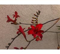 6 x Crocosmia hybr. Lucifer' - Montbretia en pot de 9x9 cm
