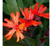 6 x croix de malte - lychnis arkwrightii 'vesuvius' - godet 9x9 cm