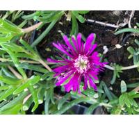 6 x Delosperma cooperi - Fleur de l'après-midi en pot de 9x9 cm