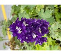 6 x Delphinium (p) 'King Arthur' - Pied d'alouette en pot 9 x 9 cm