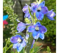 6 x delphinium ramifié - Delphinium 'Piccolo' - pot 9cm x 9cm