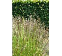 6 x Deschampsia cesp. 'Bronzeschleier' - Schmiele des bois - pot 9 x 9 cm