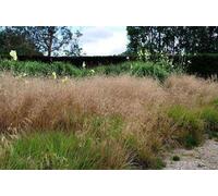 6 x Deschampsia cesp. 'Goldschleier' - Boucle d'or des bois - pot 9 x 9 cm