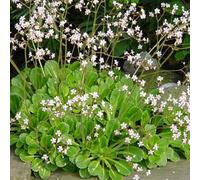 6 x désespoir du peintre - saxifraga urbium - godet 9x9 cm