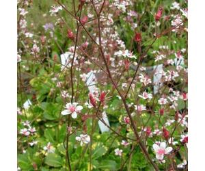 6 x désespoir du peintre - saxifraga urbium 'variegata' - godet 9x9 cm