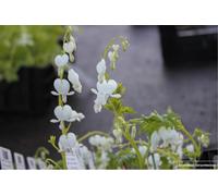 6 x Dicentra Spectabilis 'Alba' - Cœur larmoyant - pot 9x9 cm
