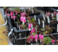 6 x Dicentra Spectabilis - Cœur larmoyant - pot 9x9 cm