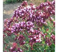 6 x Dôme de roses - Origanum laevigatum 'Dôme de roses' - pot 9cm x 9cm