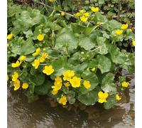 6 x Doryphore des marais - Caltha Palustris - pot 9cm x 9cm