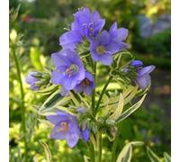 6 x échelle de jacob - polemonium caeruleum 'brise d'anjou' - godet 9x9 cm