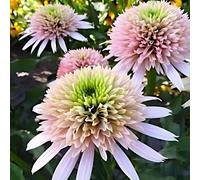 6 x echinacea purpurea. - echinacea purpurea 'cherry fluff' - godet 9x9 cm