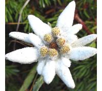 6 x edelweiss des alpes - leontopodium alpinum - godet 9x9 cm