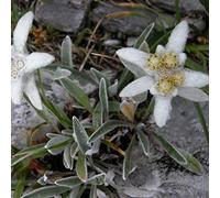 6 x Edelweiss des Alpes - Leontopodium Alpinum - Godet 9x9cm - Blanc, compact, soleil, sec