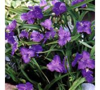 6 x Ephémère de Virginie 'Leonora' - Tradescantia 'Leonora' - Godet 9x9 cm, Fleurs Bleu Clair, Tolère l'Ombre