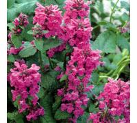 6 x épiaire de byzance - stachys grandiflora 'superba' - godet 9x9 cm