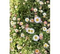 6 x Erigeron karvinskianus -Pot à faisceau fin 9x9cm