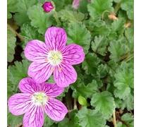 6 x érodium - erodium variabile 'bishop's form' - godet 9x9 cm