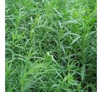 6 x estragon - artemisia dracunculus 'senior' - godet 9x9 cm