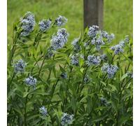 6 x Étoile filante commune - Amsonia tabernaemontana - Pot 9cm x 9cm