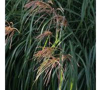 6 x eulalie de chine - miscanthus sinensis 'china' - godet 9x9 cm