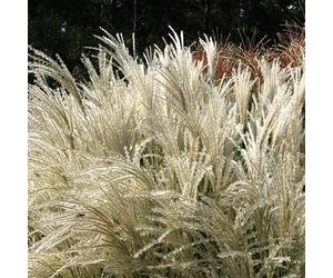 6 x eulalie 'kleine fontane' - miscanthus sinensis 'kleine fontaene' - godet