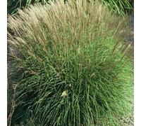 6 x eulalie - miscanthus sinensis 'adagio' - godet 9x9 cm