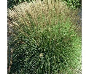 6 x eulalie - miscanthus sinensis 'adagio' - godet 9x9 cm