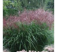 6 x eulalie - miscanthus sinensis 'ferner osten' - godet 9x9 cm